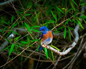 Fototapeta premium Vibrant Bird on Branch