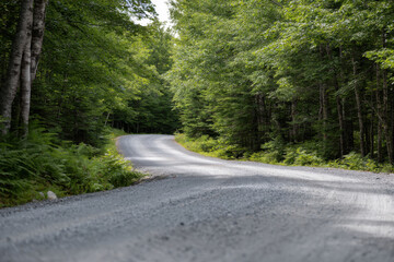 Obraz premium explore serene beauty of forest trails in nova scotia where sunlight filters through lush green leaves creating