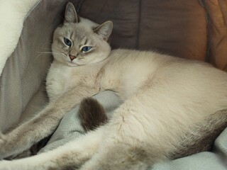 A closeup shot of a white cute cat sitting .