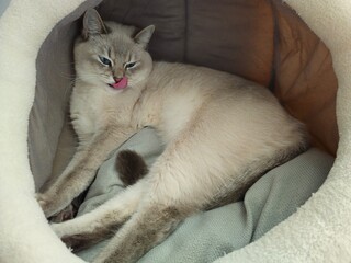 A closeup shot of a white cute cat sitting .
