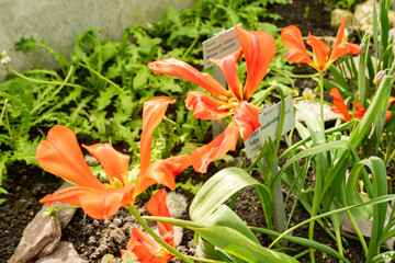 Tulipa Vvedenskyi plant in Saint Gallen in Switzerland 4.4.25