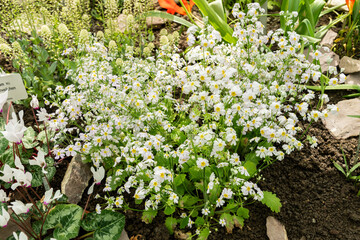 Primula Nutaniflora plant in Saint Gallen in Switzerland 4.4.25