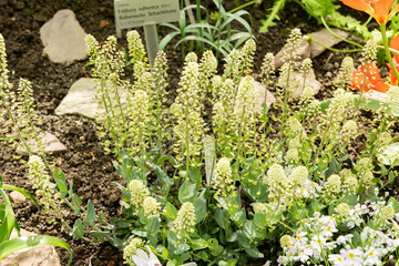 Thlaspi Macranthum plant in Saint Gallen in Switzerland 4.4.25