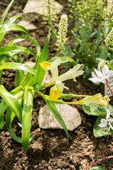 Corn leaf iris or Iris Bucharica plant in Saint Gallen in Switzerland 4.4.25