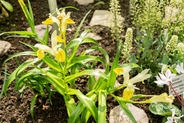 Corn leaf iris or Iris Bucharica plant in Saint Gallen in Switzerland 4.4.25