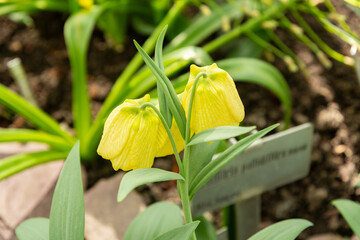Siberian fritillary or Fritillaria Pallidiflora plant in Saint Gallen in Switzerland 4.4.25