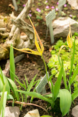 Tulipa Acuminata in Saint Gallen in Switzerland 4.4.25