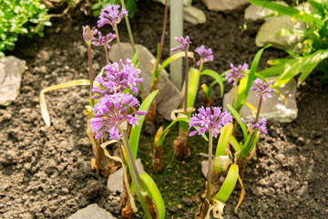Pink agapanthus or Tulbaghia Simmleri plant in Saint Gallen in Switzerland 4.4.25