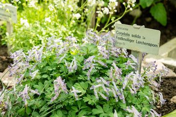 Fumewort or Corydalis Solida plant in Saint Gallen in Switzerland 4.4.25