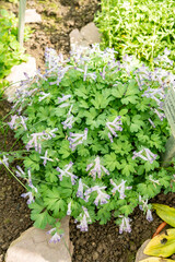 Fumewort or Corydalis Solida plant in Saint Gallen in Switzerland 4.4.25