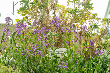 Fototapeta premium Hesperis Bicuspidata plant in Saint Gallen in Switzerland 4.4.25