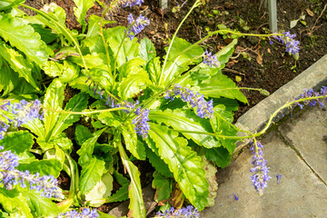 Wulfenia Orientalis plant in Saint Gallen in Switzerland 4.4.25