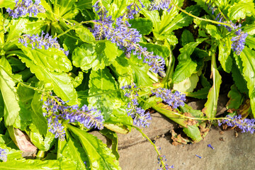 Wulfenia Orientalis plant in Saint Gallen in Switzerland 4.4.25