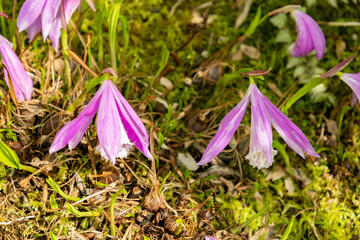 Windowsill orchid or Pleione Formosana plant in Saint Gallen in Switzerland 4.4.25