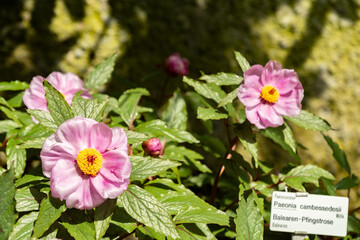 Paeonia Cambessedesii plant in Saint Gallen in Switzerland 4.4.25