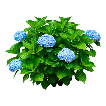 Lush blue hydrangea bush isolated on white background isolated on a white background