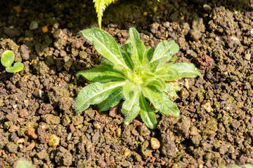 Inula Acaulis plant in Saint Gallen in Switzerland 4.4.25