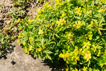 Hacquetia Epipactis plant in Saint Gallen in Switzerland 4.4.25
