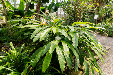 Shell ginger or Alpinia Zerumbet plant in Saint Gallen in Switzerland 4.4.25