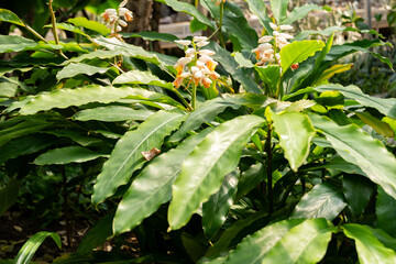 Shell ginger or Alpinia Zerumbet plant in Saint Gallen in Switzerland 4.4.25