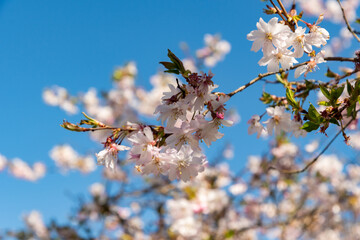 Rosebud cherry or Cornus Subhirtella Autumnalis plant in Saint Gallen in Switzerland 4.4.25