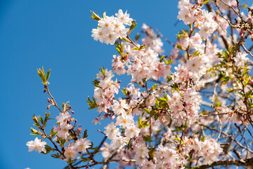 Rosebud cherry or Cornus Subhirtella Autumnalis plant in Saint Gallen in Switzerland 4.4.25