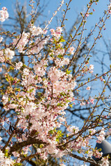 Rosebud cherry or Cornus Subhirtella Autumnalis plant in Saint Gallen in Switzerland 4.4.25
