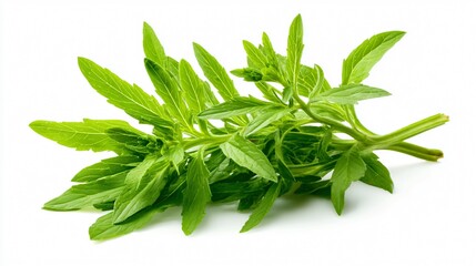 Fresh Valerian Herb Sprigs Isolated on White Background