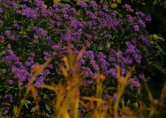 In diffuse blurred foreground spherical dry stand of a faded flower in autumn with remains of dried leaves and seeds. In the sharp background, blue flowering asters with many small blooms