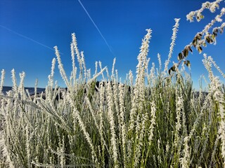 Gefrorene Gräser im Winter