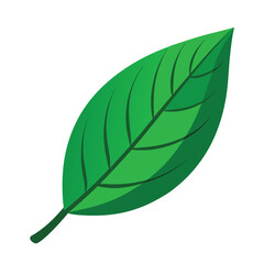 Leaf  vector illustration.  green leaves isolated on white. green leaves on white background . Collection of cotoneaster leaf logo, icon vector design.