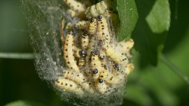 Closeup of the Spindle Ermine moth on a tree branch with green leaves