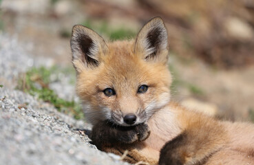 portrait of young fox