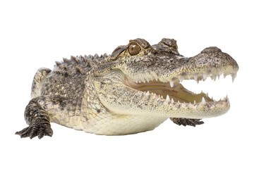 Obraz premium Isolated closeup of a young Caiman with open mouth showing sharp teeth on a transparent background vector, showcasing wildlife and animal behavior