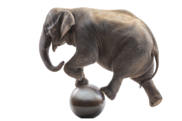 Majestic Asian elephant balancing on a silver ball on a transparent background vector Concept of circus, wildlife, strength, and balance
