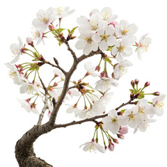 Cherry blossom branch bloom isolated on transparent background