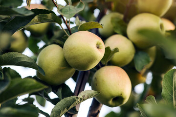 Delicious juicy eco organic fruits in garden ready for harvest. Agriculture at summer. Tasty ripe...