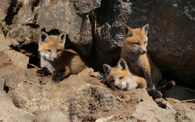 family of red fox