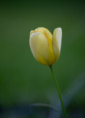 Close-up of a tulip flower, floral scene on the background