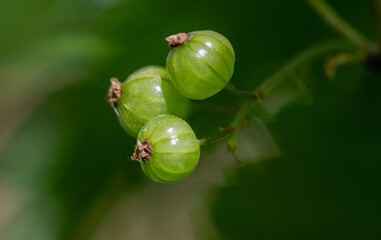 Green freshly grown homegrown red currant, unripe green fruits close-up.