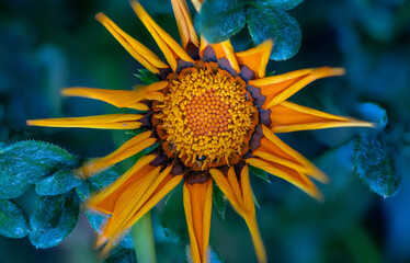 Radiant gazania is an undemanding annual that grows up to 30 cm tall. It has a deep taproot. The...