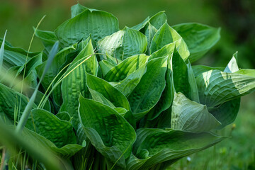 Lily of the valley (Convallaria majalis) Contains glycosides convalatoxin, convalatoxol, convalatoxoside and majaloside affecting cardiac function