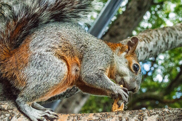 Ardilla comiendo en un parque