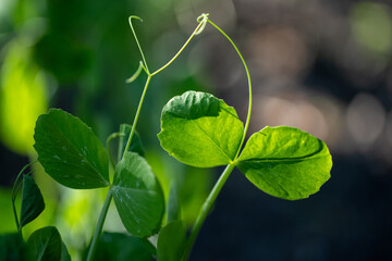 Sugar snap peas, growing in a garden in the countryside, fresh seedlings have grown.