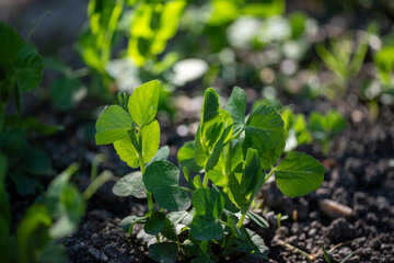 Sugar snap peas, growing in a garden in the countryside, fresh seedlings have grown.