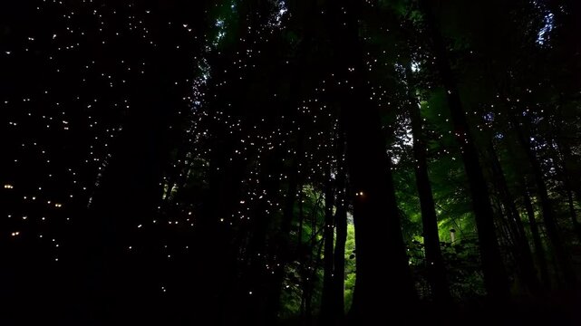 Gentle motion of hundreds of tiny glowing lights flitting in a dark forest, twinkling fireflies in woodland during summer night, dreamy natural magical