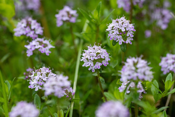 Fototapeta premium Thyme (Thymus vulgaris) is an aromatic herb used as a spice and medicinal herb. It is known for its characteristic aroma and flavor, and is often used in cooking and folk medicine.