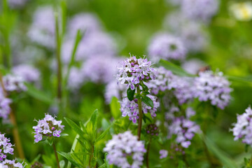 Thyme (Thymus vulgaris) is an aromatic herb used as a spice and medicinal herb. It is known for its...