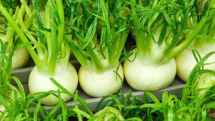 Fresh fennel bulbs on a conveyor belt   vibrant green and white colors precise movement Perfect for farm to table concepts