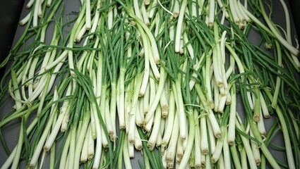 Obraz premium Fresh green onions on a conveyor belt neatly separated by white bulbs and green stalks Perfect for food or agricultural concepts